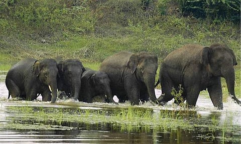 ஒசூர் அருகே 'காவிரி தெற்கு வனவிலங்கு சரணாலயம்'- தமிழக அரசு அறிவிப்பு