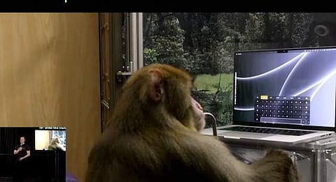 எலான் மஸ்க் நிறுவனத்தில் தட்டச்சு செய்யும் குரங்குகள்! ஏன் தெரியுமா?