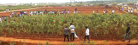 இடையகோட்டையில் கின்னஸ் சாதனைக்காக நடைபெற்ற மரக்கன்று நடவு ஒத்திகை