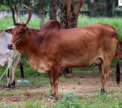 ரூ.66 ஆயிரத்துக்கு விற்பனையான காங்கேயம் இன செவலை வகைப் பசு.