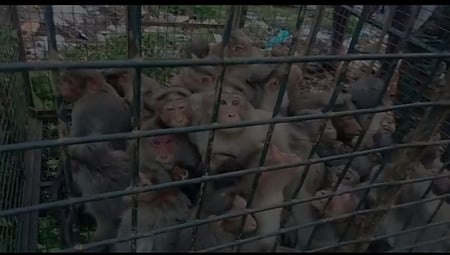 சேரங்கோடு பகுதியில் கூண்டில் பிடிபட்ட குரங்குகள்.