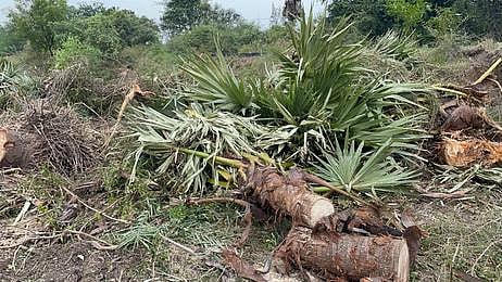 வேப்பூா் அருகே சிறுநெசலூரில் நெடுஞ்சாலையோரம் வெட்டப்பட்டு கிடக்கும் பனை மரங்கள்