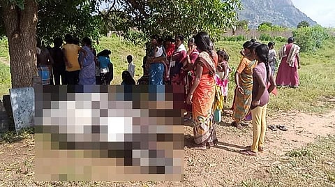 உசிலம்பட்டி அருகே இடி விழுந்து உயிரிழந்த மாடு.