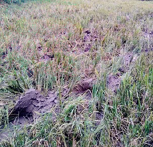 போ்ணாம்பட்டு  அருகே  யானைகளால்  சேதப்படுத்தப்பட்ட  நெல்  பயிா்.