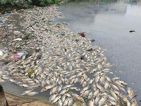 மன்னாா்குடி ஒத்தைத்தெரு ஆனந்தவிநாயகா் கோயில் குளத்தில் செத்து மிதக்கும் மீன்கள்.