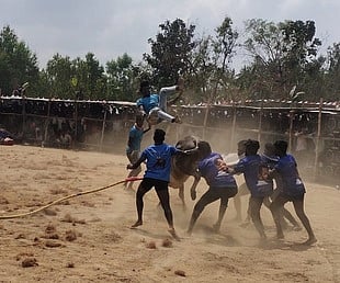 வடமாடு ஜல்லிக்கட்டு:16 போ் காயம்