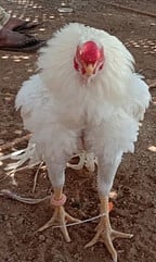 குட்டியப்பட்டியில் ஞாயிற்றுக்கிழமை நடைபெற்ற கண்காட்சியில் பங்கேற்ற சாம்பல், கீரி, செவலை, கொக்கு வெள்ளை சேவல்கள்.