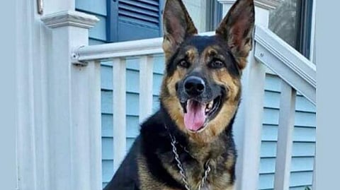 செல்லப் பிராணிகளுக்கு உரிமம் பெறாவிடில் ரூ.5,000 அபராதம்!