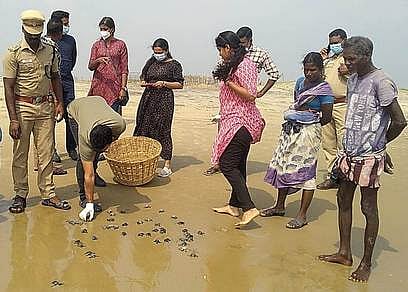 கடலில் விடப்பட்ட ஆமைக் குஞ்சுகள்