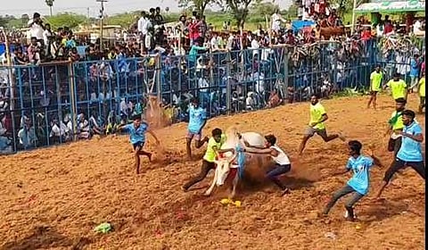 விராலிமலை ஜல்லிக்கட்டு போட்டி: 5 பேர் காயம்