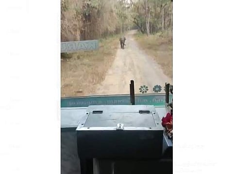 சிறுவாணி சாலையில் சென்ற அரசுப் பேருந்தை வழிமறித்த குட்டியானை (விடியோ)