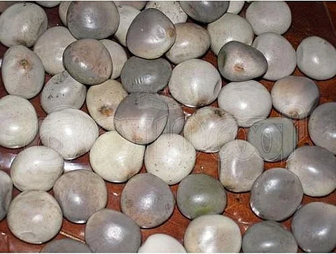 கழற்சிக்காய் விதை