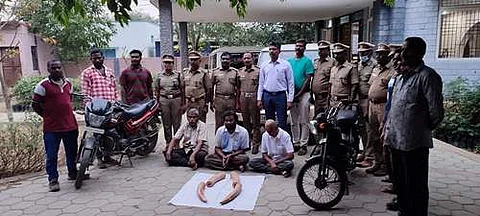 திருப்பூரில் யானைத் தந்தம் விற்பனை செய்ய முயன்ற 3 பேர் கைது செய்த வனத்துறையினர்.