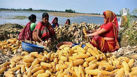 மக்காச்சோளம் (கோப்புப்படம்)