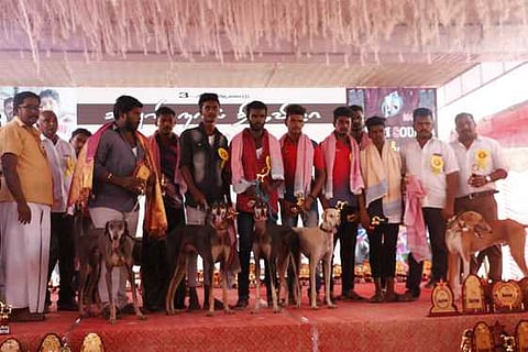 ஆமூரில் சனிக்கிழமை நடைபெற்ற கன்னி இன நாய்கள் கண்காட்சிக்கு அழைத்துவரப்பட்ட நாய்கள்.