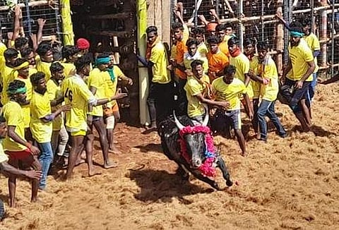 மருங்காபுரி கரடிப்பட்டியில் ஜல்லிக்கட்டு