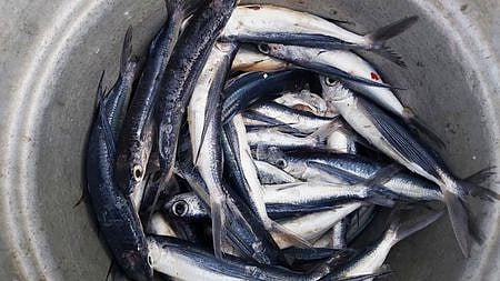 ஆறுதல் அளிக்காத கோலா மீன் வரத்து