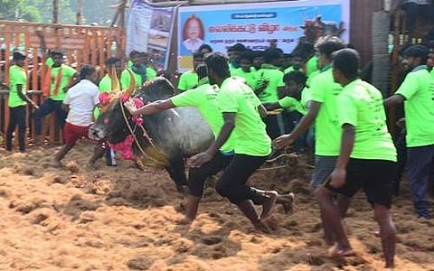 உலிபுரம் ஜல்லிக்கட்டில் காளைகளை அடக்கும் மாடுபிடி வீரர்கள்.