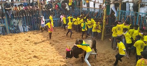 காளையை அடக்க முற்படும் வீரா்.