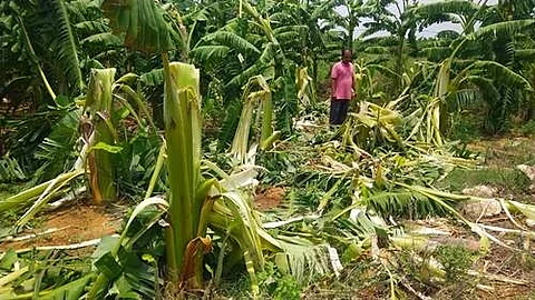 மங்களக்கரைபுதூர் பகுதியில் பாகுபலி காட்டு யானை சேதப்படுத்திய வாழைகள்