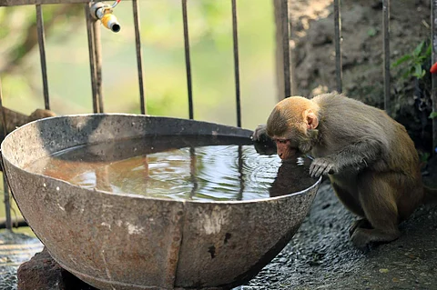 வனப்பகுதியில் உள்ள குட்டைகள் வறண்டு தண்ணீரின்றி இருப்பதால், தண்ணீர் தொட்டியில் தாகம் தணிக்கும் குரங்கு.