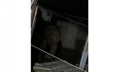 கோவை தடாகம் அருகே மளிகைக் கடை ஷட்டரை உடைத்து உணவு பொருள்களை சாப்பிட யானைகள் கூட்டம்