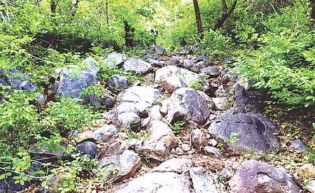 போதமலையில் வாழும் பழங்குடி மக்கள் பயன்படுத்திவரும் சாலை இது...