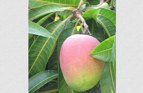 மாம்பழம் - கோப்பிலிருந்து