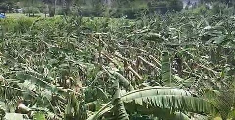 சேலத்தில் சூறைக்காற்றுடன் கனமழை: வாழை மரங்கள் சாய்ந்து ரூ.10 லட்சம் இழப்பு