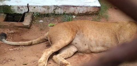 ஒடிசாவில் பாம்பு கடித்து சிங்கம் உயிரிழப்பு