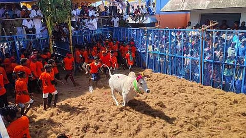 தா. பழூா் அருகே ஜல்லிக்கட்டு