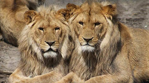 கோப்புப் படம்.