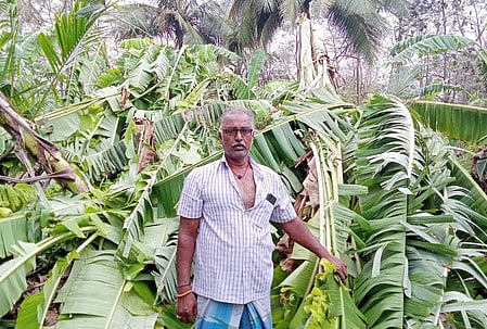 குடியாத்தத்தை  அடுத்த  மேல் சேம்பள்ளியில்  சூறாவளிக் காற்றால் முறிந்து  விழுந்த  வாழை  மரங்கள்.