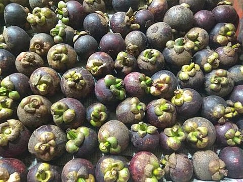 கொடைக்கானலில் பழக்கடை ஒன்றில் விற்பனைக்காக வைக்கப்பட்டிருந்த மங்குஸ்தான் பழங்கள்.