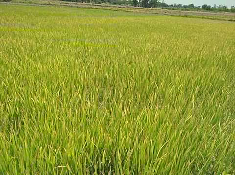 குறிஞ்சிப்பாடி பகுதியில் மஞ்சள் நோய் தாக்கியுள்ள குறுவை நாற்றங்கால்.