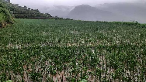 தொடா் மழையால் கொடைக்கானல் மேல்மலை கிராமமான மன்னவனூா் பகுதியில் புதன்கிழமை, பூண்டு பயிரிடப்பட்டுள்ள தோட்டத்தில் தேங்கியுள்ள தண்ணீா்.