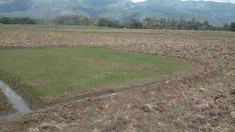 தனியாரிடம் விதை நெல் வாங்கி விதைத்து முளைக்காத நாற்றாங்கால் நிலம். (வலது) வேளாண் துறையின் மூலம் வாங்கி நன்கு முளைத்துள்ள நாற்றாங்கால்.