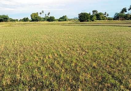 வெயிலின் தாக்கத்தால் கருகிய நெல் பயிா்கள்: விவசாயிகள் வேதனை