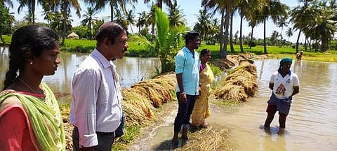 பரம்பூரில் மழைநீரால் பாதிக்கப்பட்ட நெற்பயிா்களை பாா்வையிடுகிறாா் அன்னவாசல் வட்டார உதவி வேளாண் அலுவலா் அ.பழனியப்பா.