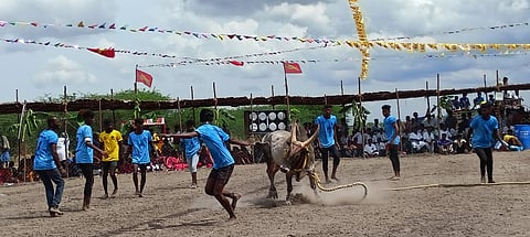 வ.மூலைக்கரைப்பட்டியில் கோயில் திருவிழாவில் நடைபெற்ற வடமாடு மஞ்சுவிரட்டு போட்டியில் சீறிப் பாய்ந்த காளையை அடக்க முயன்ற காளையா்கள்.