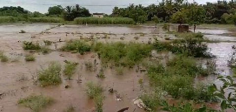 திடீர் மழை: பொன்னை அருகே ஏரி கால்வாய் உடைந்து பயிர்கள் நாசம்
