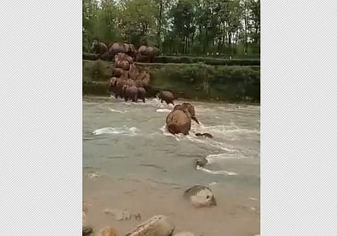 நதியோட்டத்திலிருந்து குட்டியைக் காக்கும் யானை: அருமையான விடியோ