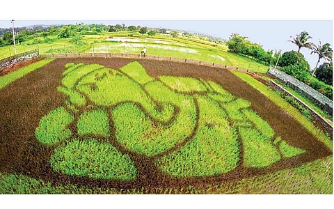 வயலில் வளரும் "ஓவியங்கள்'