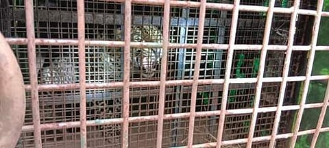 தாளவாடி அருகே கூண்டில் சிக்கிய  ஆண் சிறுத்தை