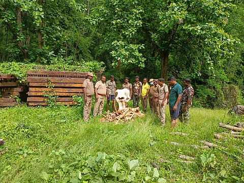 ஆனைமலை புலிகள் காப்பகத்தில் யானையின் எலும்புக்கூடு கண்டுபிடிப்பு