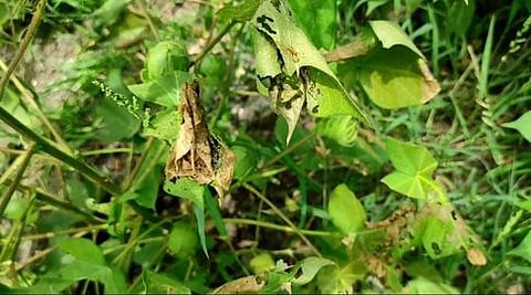 பூச்சித்தாக்குதலுக்குள்ளான பருத்தி செடி.