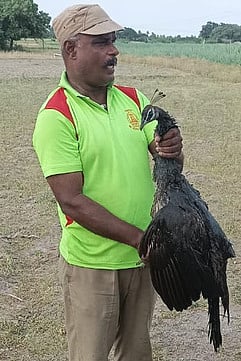 கிணற்றில் இருந்து மீட்கப்பட்ட மயில்.