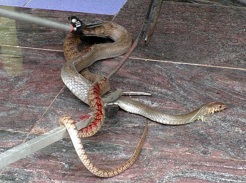 பிடிபட்ட சாரை பாம்பு.