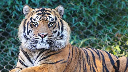 ம.பி.யில் நிகழாண்டு 27 புலிகள் இறப்பு: நாட்டிலேயே அதிகம்