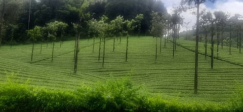 கடந்த 5 ஆண்டுகளில் தேயிலை ஏற்றுமதி சந்தித்த சரிவு: காரணம் என்ன?